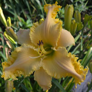 Sea of Sharks Daylily
